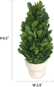 img 2 attached to 🍃 COCOMIA Preserved Boxwood Tree: Natural Indoor Greenery, Simple Care - Small Pot, 2.4”Wx2.4”Dx6.3”H