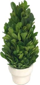 img 3 attached to 🍃 COCOMIA Preserved Boxwood Tree: Natural Indoor Greenery, Simple Care - Small Pot, 2.4”Wx2.4”Dx6.3”H