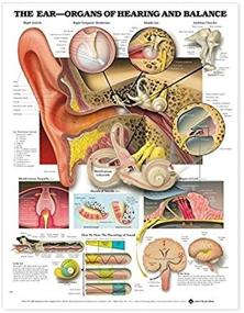 img 1 attached to 👂 Anatomical Ear Hearing Balance Guide 9781587791215