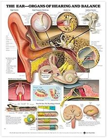 img 2 attached to 👂 Anatomical Ear Hearing Balance Guide 9781587791215