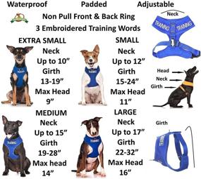 img 3 attached to 🔵 Blue Color Coded Non-Pull Dog Training Harness - Prevent Accidents, Warn Others!