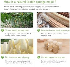 img 3 attached to Organic Loofah Luffa Sponges and Cloth Cleaning Kit: Ideal for Kitchenware and Bath Spa Skin Care