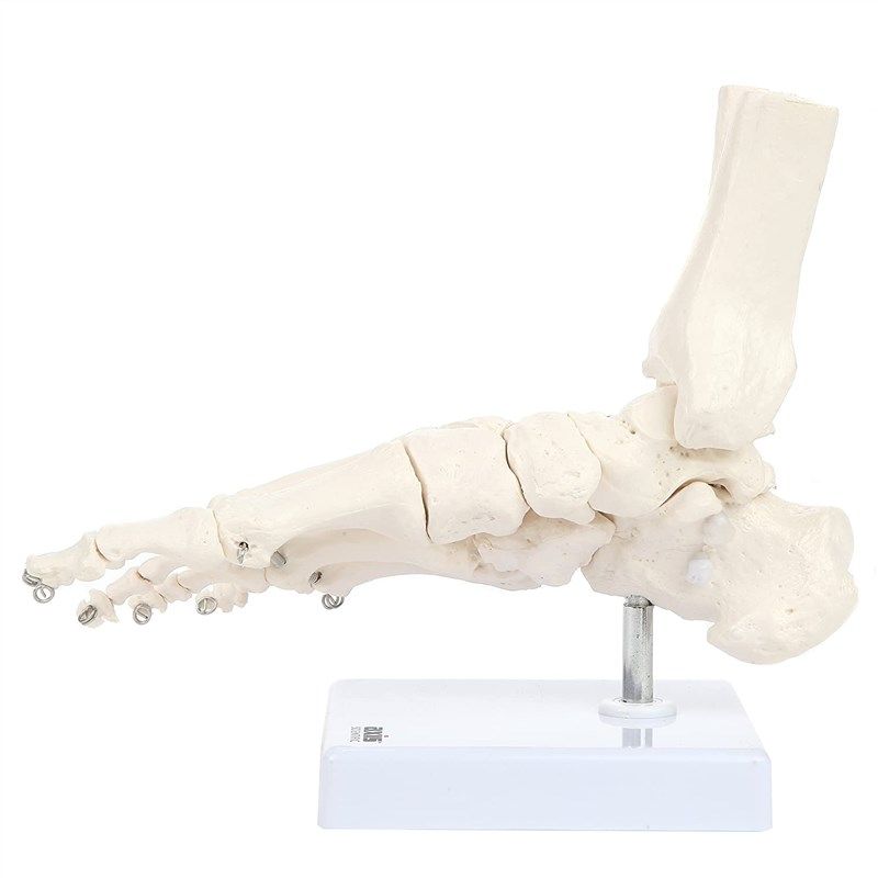 axis scientific skeletal showing warranty 로고