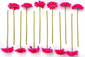 img 2 attached to CraftMore Inch Gerbera Daisy Stems