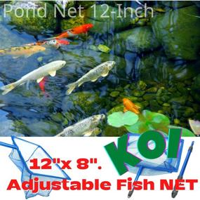 img 3 attached to 🎣 CORISRX Koi Adjustable Fish NET Handle 12x8, Aluminum, Blue - Enhance Your Lifestyle with the Best Fishing Pond Tool!