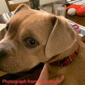 img 1 attached to 🐶 Genuine Leather Dog Collar: Stylish Red XXS for Small, Medium, and Large Puppies