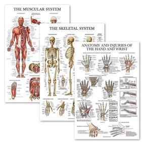 img 4 attached to Pack Skeleton Injuries Anatomical Laminated