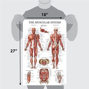 img 3 attached to Pack Skeleton Injuries Anatomical Laminated