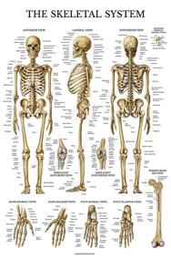 img 1 attached to Pack Skeleton Injuries Anatomical Laminated