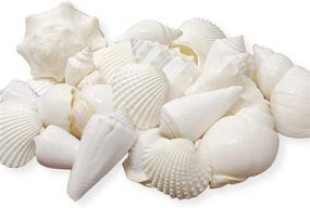 img 4 attached to 🐚 Premium 1 Pound Mix of White Seashells - Versatile Home Decor, Vase Filler, Wedding Centerpiece, Craft, Candle Making - Tumbler Home's Sea Shell Mix