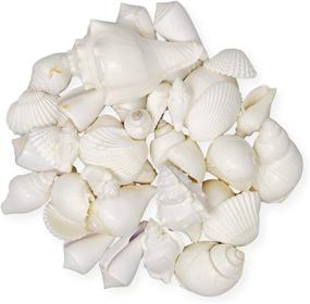 img 2 attached to 🐚 Premium 1 Pound Mix of White Seashells - Versatile Home Decor, Vase Filler, Wedding Centerpiece, Craft, Candle Making - Tumbler Home's Sea Shell Mix