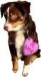comfypup valentines sweethearts costume purple logo