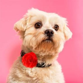 img 2 attached to 🌺 Vibrant 4-Piece Christmas Dog Collar Flower Set: Multicolored Pet Bow Ties & Charms for Valentine's Day Puppy, Cat Grooming Accessories (Red, Rose Red, Light Pink, Milk White)