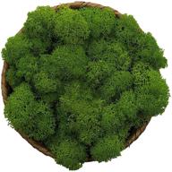 🌿 green preserved moss for fairy gardens, terrariums, crafts, floral projects, weddings & more - 3oz logo