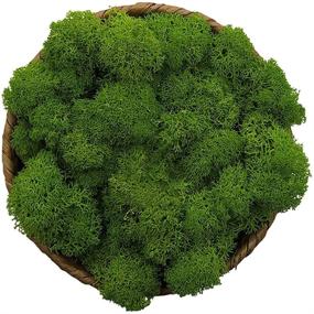 img 4 attached to 🌿 Green Preserved Moss for Fairy Gardens, Terrariums, Crafts, Floral Projects, Weddings & More - 3OZ