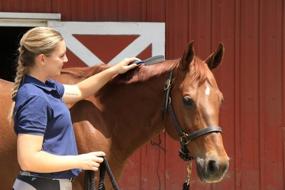 img 1 attached to 🐎 Oster Comb Mane & Tail Blue: The Ultimate Grooming Tool for Horses