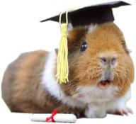 graduation bachelor costume hedgehog accessory logo