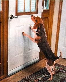 img 1 attached to 🚪 Large Door Scratch Protector - Dimensions: 35" Width X 33" Height