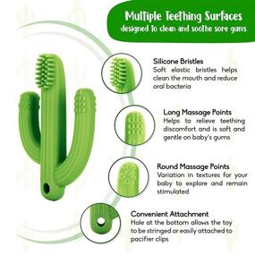img 2 attached to Cactus Baby Teething Toys - Soft Silicone Teether and Training Toothbrush for Newborns and Toddlers, BPA Free, Soothes Sore Gums, Self-Soothing Pain Relief