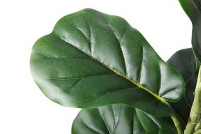 img 3 attached to Ferrgoal Artificial Fiddle Leaf Fig Plants: Realistic 22 Inch Fake Ficus Lyrata Tree with 14 Leaves - Perfect Indoor/Outdoor Decor for Home, Office, or Modern Spaces - Includes Pot and Stylish Woven Seagrass Belly Basket - Set of 2