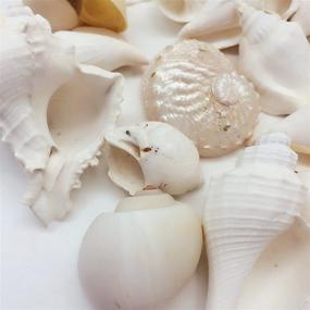 img 2 attached to 🐚 PEPPERLONELY White Sea Shells Assortment: 16 OZ Bag, Various Sizes, 40 PC Shells - 1 to 4 Inch