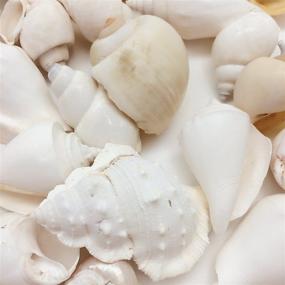 img 3 attached to 🐚 PEPPERLONELY White Sea Shells Assortment: 16 OZ Bag, Various Sizes, 40 PC Shells - 1 to 4 Inch