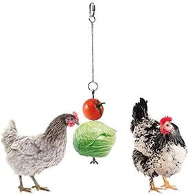 img 4 attached to 🐔 AnRui Stainless Steel Hanging Feeder Toy Veggies Fruit Skewer for Chicken Hens Pet Bird Parrot - 2Pcs