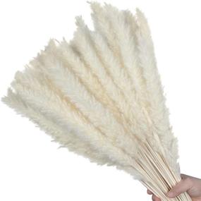img 4 attached to FOTEEWL Dried Pampas Grass 30 Pcs, White Pompous Grass for Stunning Flower Arrangements and Wedding Decor