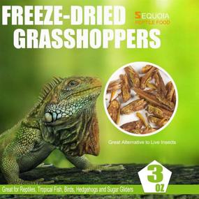 img 3 attached to Premium Sequoia Freeze Dried Grasshopper Reptile Food - 🦗 Ideal for Turtles, Bearded Dragons, Hedgehogs, Lizards, Chameleons, and Birds!