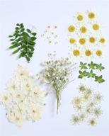 72 pieces of real dried pressed plant 🌼 herbarium, ideal for craft jewelry making - white daisy logo