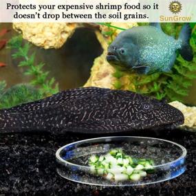 img 2 attached to 🍽️ SunGrow Transparent Glass Shrimp Food Dish, 2.5 Inches Wide & 0.5 Inch Deep - Ideal Basin for Feeding Shrimp