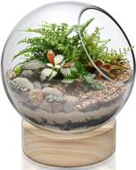 cys excel glass terrarium candle holder bubble bowl with wood base (height: 8 inches, width: 6.5 inches), unique fish bowl aquarium with wooden stand, plant bubble dome, candy bowl storage container logo