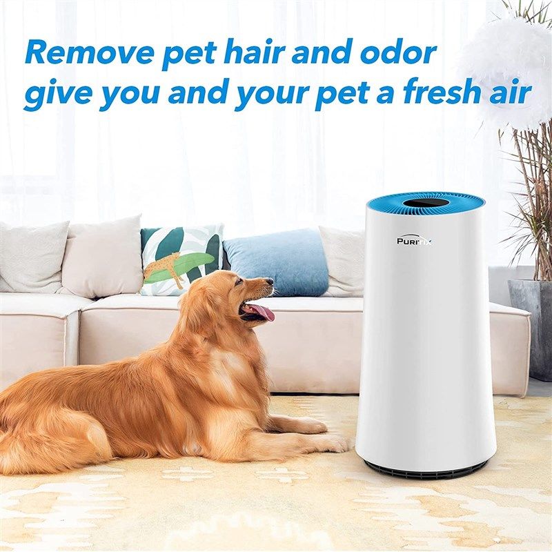 do air purifiers get rid of dog hair