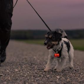 img 1 attached to 🐾 Frienda 2 Pieces LED Dog Collar Lights with Glowing ID Tag – Waterproof Plastic Dog Bone Shaped Tag Light for Pet Safety during Night Walks, Camping