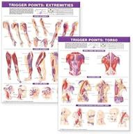 complete guide: trigger point chart set for extremities – unlocking pain relief & muscle healing logo