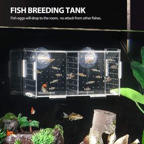 img 3 attached to 🐠 Balacoo Transparent Acrylic Fish Breeding Box - Ideal Isolation Hatchery for Shrimp, Clownfish, and Baby Fishes (Suction Cup Included)
