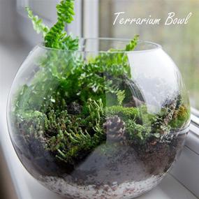 img 1 attached to 🌿 CYS EXCEL Glass Bubble Bowl: Multiple Size Choices for Fish Bowl Vase, Terrarium, Flower Vase Centerpiece
