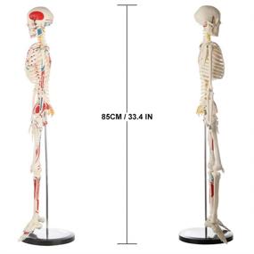 img 1 attached to Enhanced Human Skeleton Model: Premium Anatomy Metal Construction