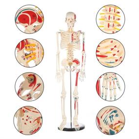 img 2 attached to Enhanced Human Skeleton Model: Premium Anatomy Metal Construction