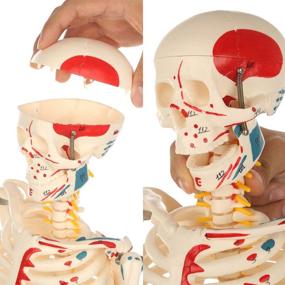 img 3 attached to Enhanced Human Skeleton Model: Premium Anatomy Metal Construction