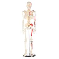 enhanced human skeleton model: premium anatomy metal construction логотип