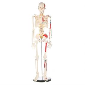 img 4 attached to Enhanced Human Skeleton Model: Premium Anatomy Metal Construction