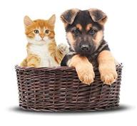 img 2 attached to Dubai Pet Food review by Kehinde Oluwakemi