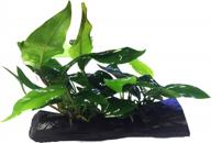 live anubias nana & minima aquarium plants on driftwood for freshwater fish tank - greenpro логотип