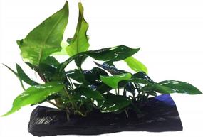 img 4 attached to Живые аквариумные растения Anubias Nana и Minima на корягах для пресноводных аквариумов - Greenpro