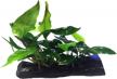 live anubias nana & minima aquarium plants on driftwood for freshwater fish tank - greenpro logo
