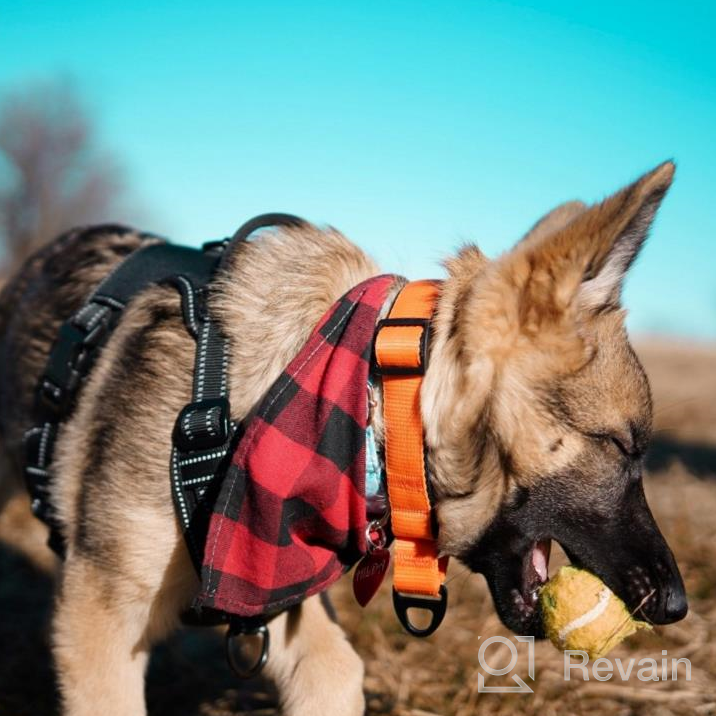 img 1 attached to Soft Padded Nylon Martingale Dog Collar for Training Small Medium Large Dogs - Durable Pet Collars in Black, Orange, Blue, Green, and Pink (S, Neck Size 12" - 16") review by Tony Meyer