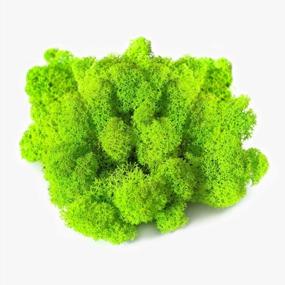 img 4 attached to Chartreuse Preserved Stardom Moss - Perfect For Fairy Gardens, Terrariums, Craft Projects & Weddings (3OZ)