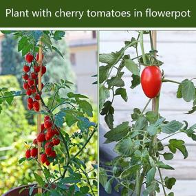img 1 attached to 20Pcs 12In Plant Stakes: садовая опора для комнатных растений, томатные колья - Pllieay