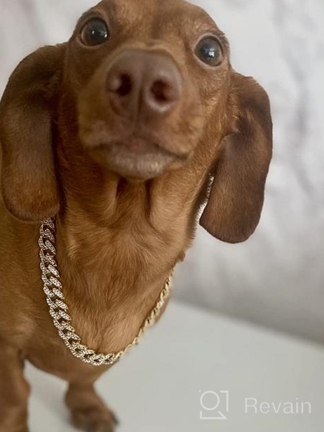 img 1 attached to Cuban Link Dog Collar - Elegant Silver Metal Chain Collar For Dogs And Cats With Diamond Accents - Available In Multiple Sizes review by Bogdan Swizzle